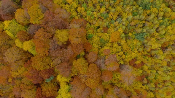 View From the Height on a Bright Autumn Forest As a Background