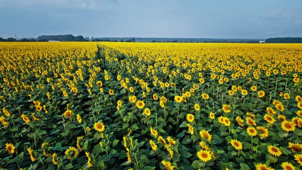 Sunflower Blooming in a Vast Sunflower Field Fluttering in the Wind