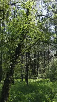 Vertical Video of Green Forest During the Day