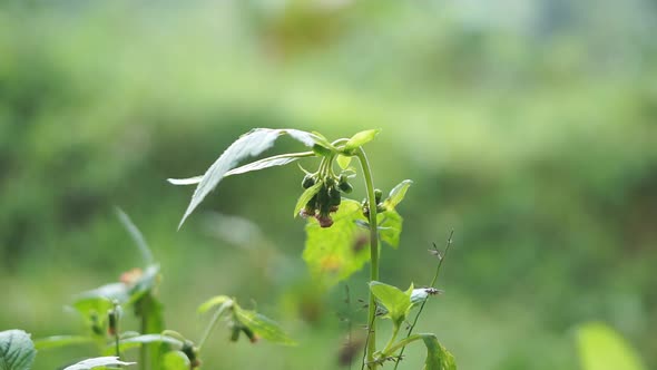 beautiful flower stalks that just bloomed buds on the plantation