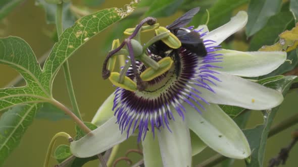 Close up of a black bumblebee extracting nectar from a blue crown passion flower contributing to pol