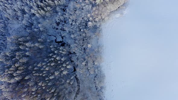 Aerial Shoot of Snow Covered Evergreen Trees After a Winter Blizzard