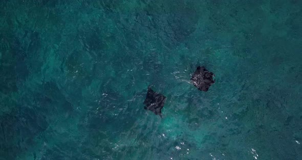 AERIAL: Manta Rays in Bali