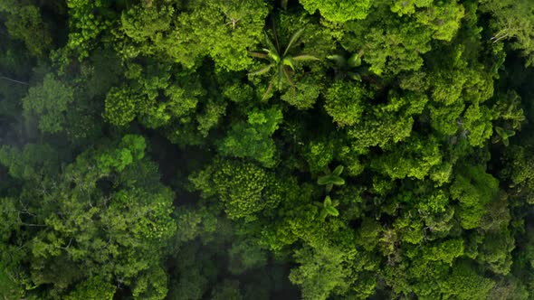 Flying closely over the canopy of a forest: relaxing nature background