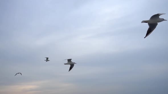 Seagulls Flying In The Gray Clean Sky. Close Up Flock Of Birds Flies Slow Motion. 15