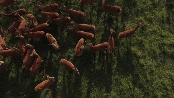 aerial deer herd low medium close 4k