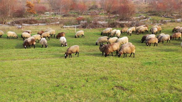 White and brown sheeps on a green meadow. Animals are walking on field with grass.