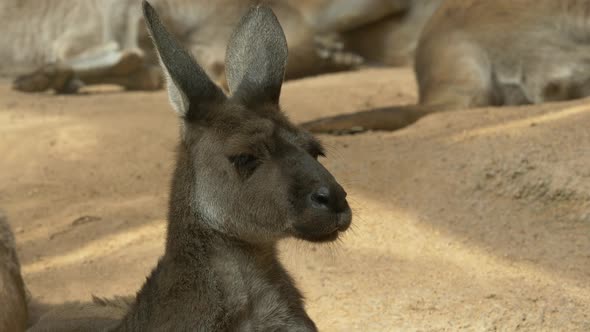 Close up shot of cheerful kangaroo face wiggling with head and ears outdoor during summer day.