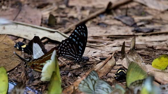 A zoom out of this lovely blue streaked butterfly seen in the middle, Dark Blue Tiger Butterfly Tiru