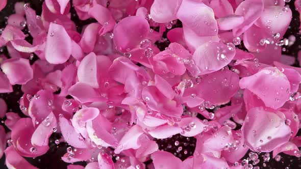 Super Slow Motion Shot of Flying Pink Rose Petals and Water Drops Isolated on Black at 1000 Fps