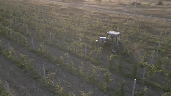 Aerial view farmer on tractor mowing weeds between rows of grapevines in vineyard landscape