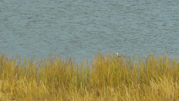 The great crested grebe (Podiceps cristatus) swimming at Lake Liepaja in sunny autumn day, medium sh