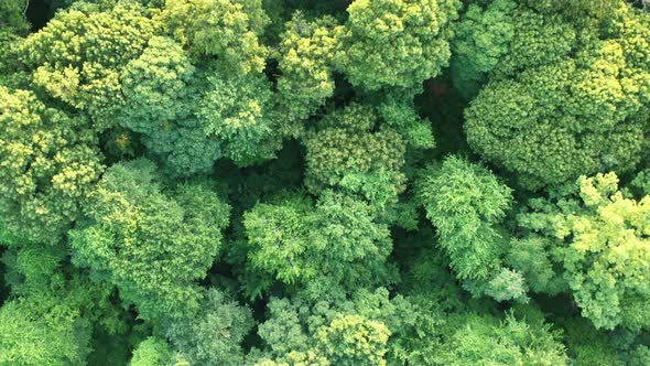 a slow aerial top down drone view over green trees in a park on a sunny day