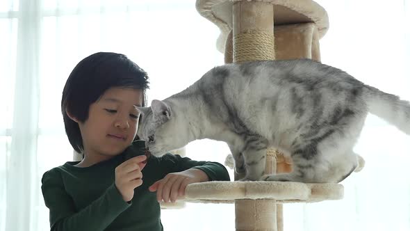 Cute Asian Child Feeding American Shorthair Cats At Home Slow Motion 