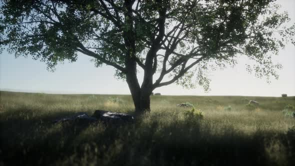 Large Tree in the Open Savanna Plains of Etosha National Park in Namibia