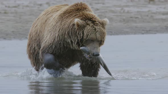 Grizzly Bear Eating Fresh Caught Salmon