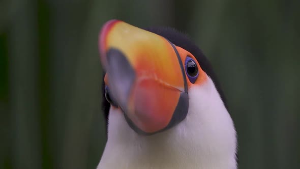 Macro head shot of a wild and curious toco toucan; ramphastos toco with distinctive orange beak allo