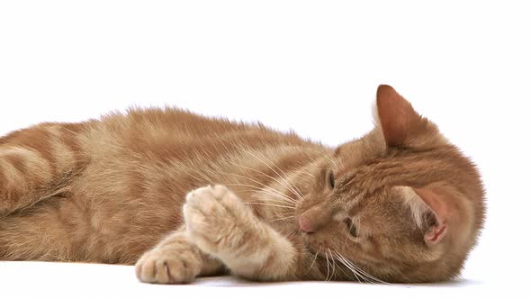 700400 Red Tabby Domestic Cat, Adult Laying and Playing against White Background, Slow motion