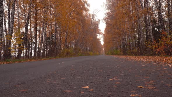 Mysterious Autumn Road