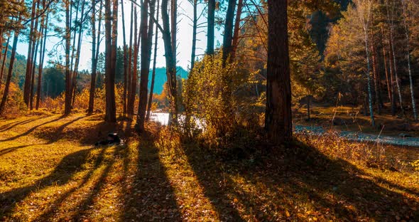 Mountain Evergreen Pine Tree Forest Timelapse at the Summer or Autumn Time