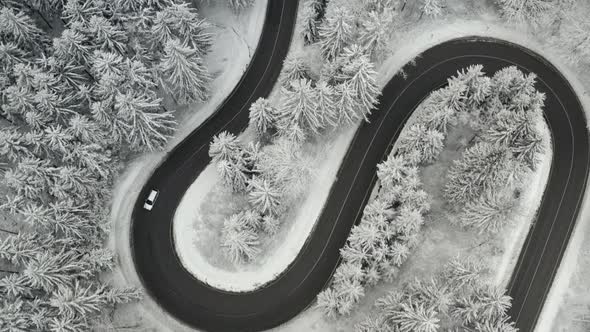 Top View of a Car Moving on the Curvy Road in Frozen Forest with High Pine or Spruce Trees Covered