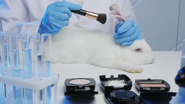 A Man in a Laboratory Tests Cosmetics on Rabbits