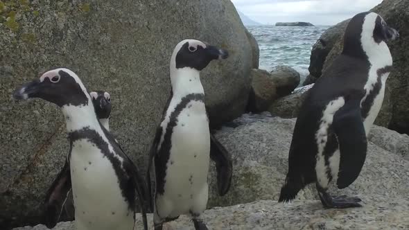 curious penguins approach curious penguins approach