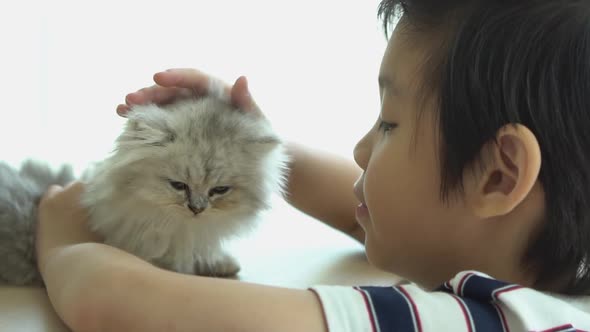 Asian Child Playing With Kitten On Sofa At Home Slow Motion