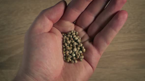 Cannabis Seeds In Hand Closeup