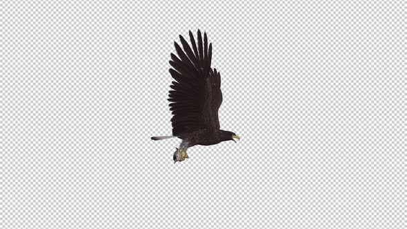 Eurasian White Tail Eagle With Fish - Flying Loop - Side View