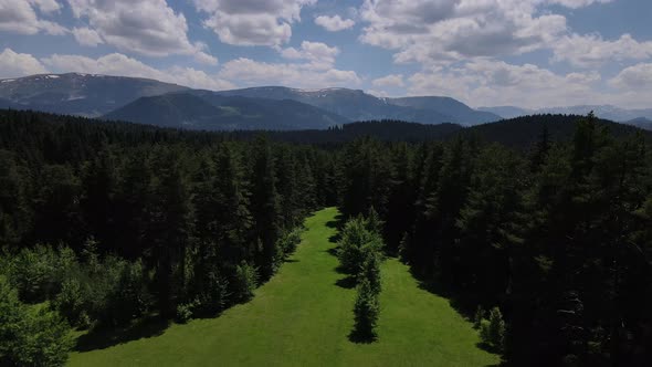 Pine Forests And Alpine Meadows