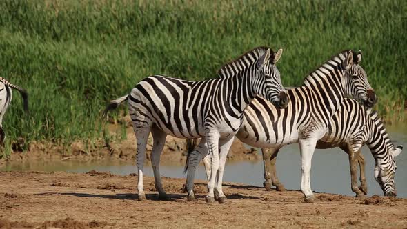 Plains Zebras At Waterhole - South Africa