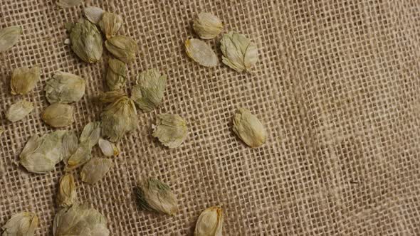 Rotating shot of barley and other beer brewing ingredients - BEER BREWING