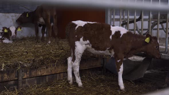 Speckled norwegian calfs eating hay in indoor barn, dairy farm in Norway. Static medium shot.