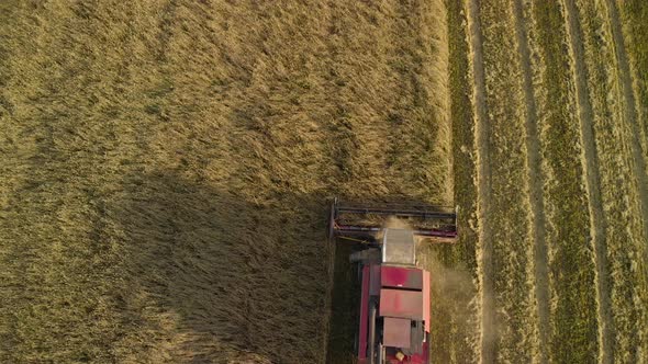 Aerial Combine Harvester Threshes Grain in the Evening
