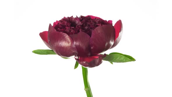 Time Lapse Peony Flower Opening