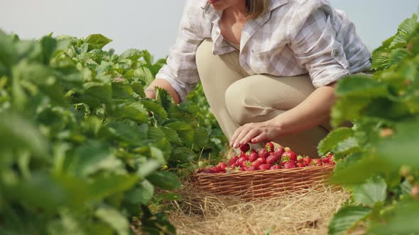 Woman Harvests Ripe Strawberries at Agricultural Plantation