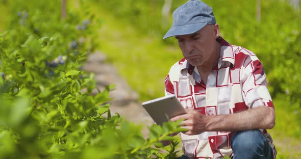 Confident Male Farm Researcher Examining and Tasting Blueberry on Field