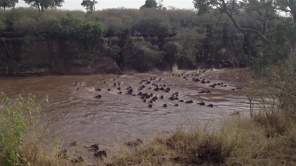 Wildebeest herd crosses dangerous, muddy Kenyan river in confusion