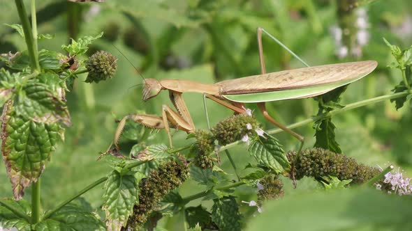 Large Praying Mantis On A Plant