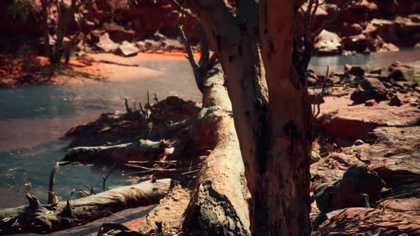 Trees Near Colorado River in Grand Canyon