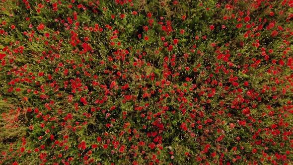  Drone Footage of Flight Over Red Field of Poppies