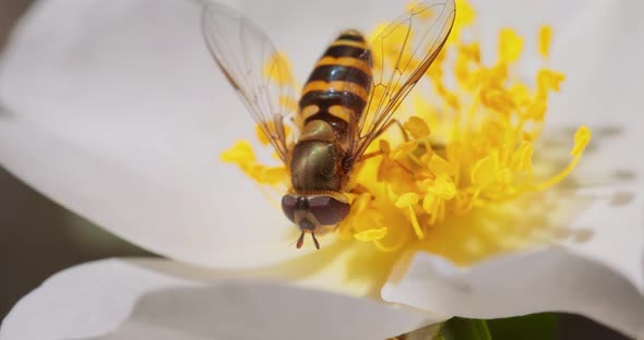 Hoverflies Flower Flies or Syrphid Flies Insect Family Syrphidae