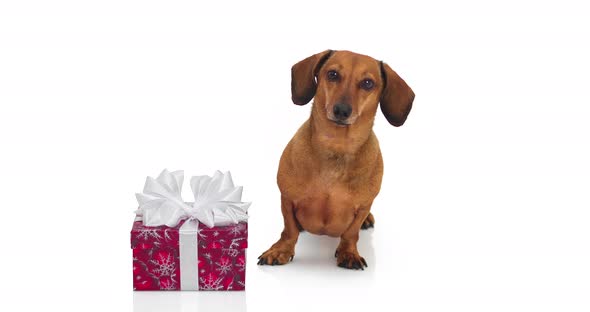 4K - Dachshund gift. Dog on white background