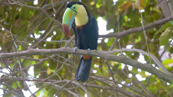 Close up of Keel-billed Toucan (Ramphastos sulfuratus), sitting on branch in rainforest of Ecuador.