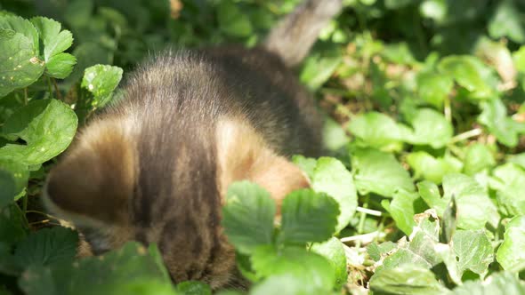 Cute kitten in the grass playing  3840X2160 4K  UHD footage - Little cat in the nature 4K UHD 2160p 