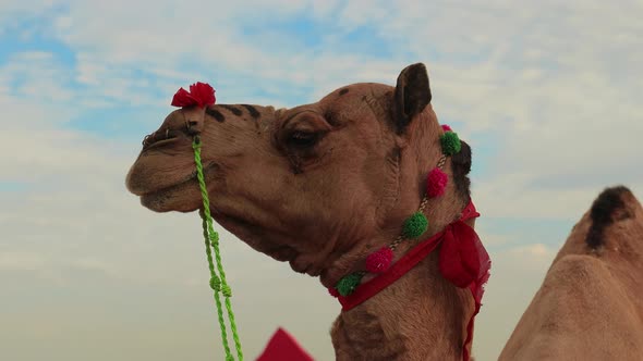 Camels at the Pushkar Fair Also Called the Pushkar Camel Fair or Locally As Kartik Mela