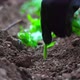 Planting Seedling - 4K - VideoHive Item for Sale
