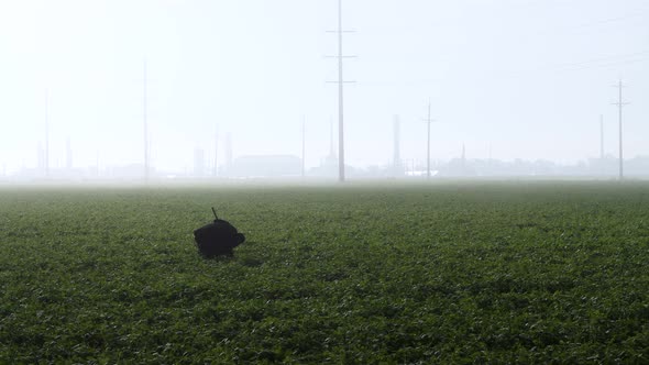 A migrant worker tends a field alone pulling weeds with oil and gas industry shrouded in the mist be