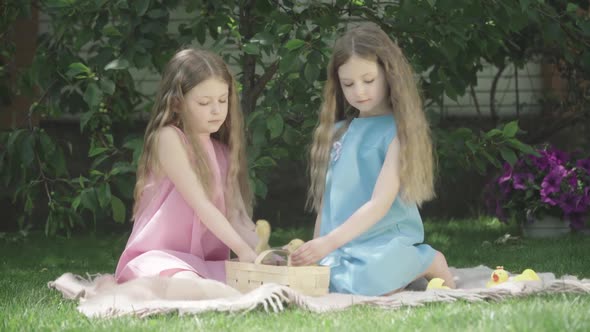 Cute Little Caucasian Twins Sitting Outdoors with Small Ducks. Portrait of Beautiful Identical